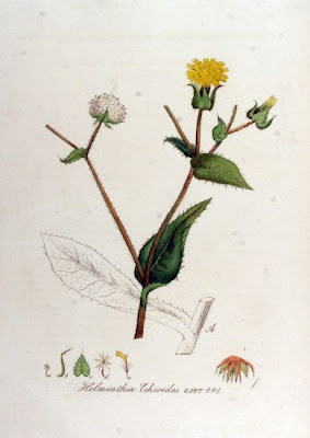 Falsa-serralha