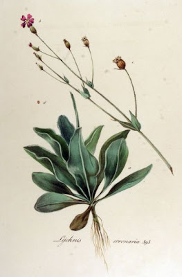 Dusty-miller