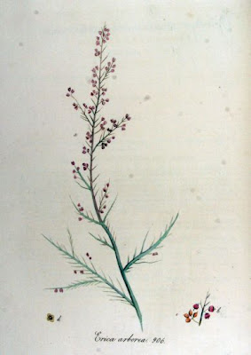 Briar root Briar root