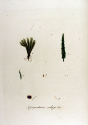 Lycopodium selago,
,
northern fir-moss