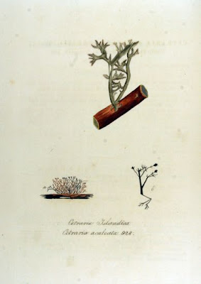 Island cetraria lichen