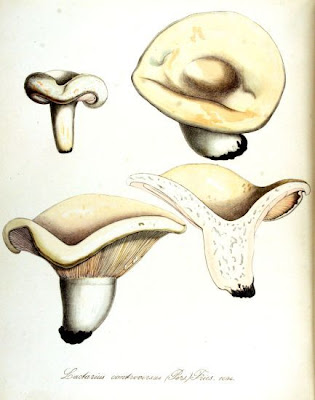 Lactarius controversus