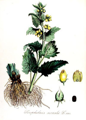 Yellow Figwort Yellow Figwort
