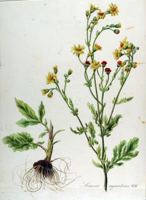Jacobaea aquatica,
Senecione dei rivi