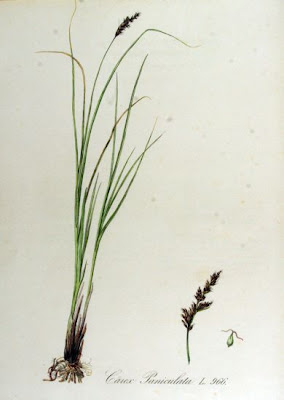 Carex paniculata L.