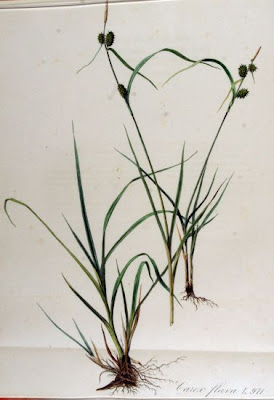 Carex flava L.