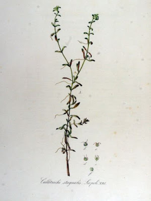 Gamberaja maggiore