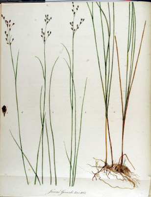 Saltmarsh rush