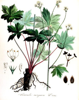 European sanicle