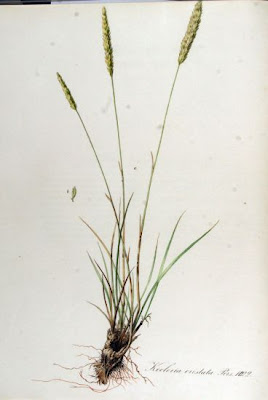 Koeleria cristata,
,
Pal&Uacute;o steppico