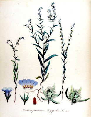 Echinosperum lappula