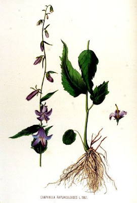 European bellflower