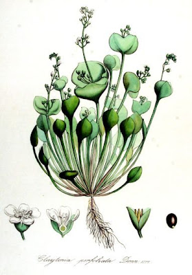 Durchwachsene Claytonie