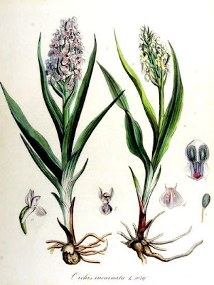 Dactylorhiza incarnata,
,
Orchide palmata,
Orchide sanguigna,
spotted orchid
