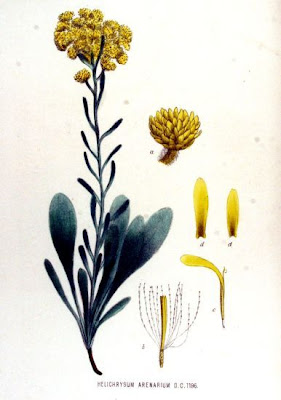 Yellow chasteweed Yellow chasteweed