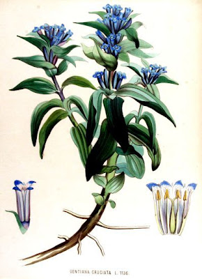 Cross Gentian Cross Gentian