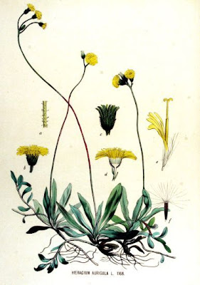 Eared Hawkweed