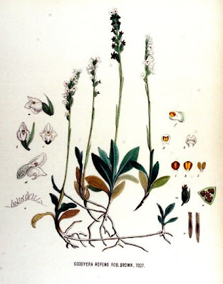 Lesser rattlesnake plantain Lesser rattlesnake plantain