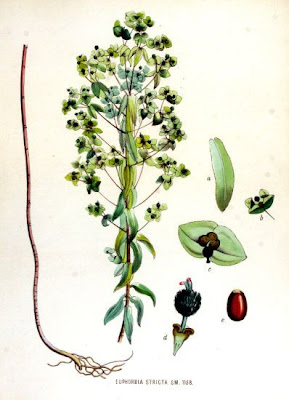 Euforbia stretta