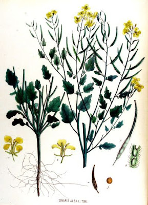 Yellow Mustard Yellow Mustard