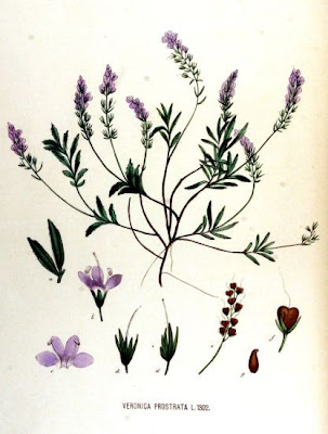 Veronica sdraiata Veronica sdraiata