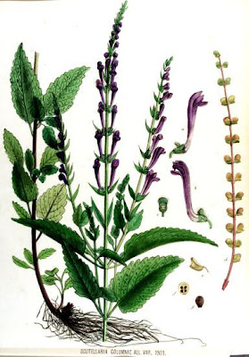 Scutellaria columnae All.
