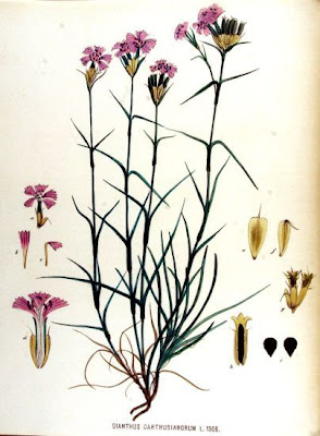 Dianthus carthusianorum L.