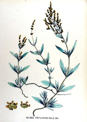 Halimus portulacoides
