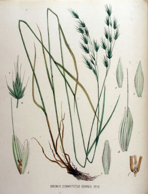 Forasacco allungato