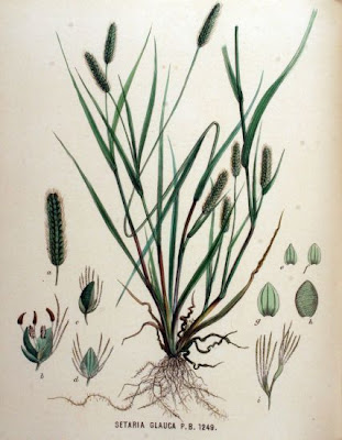 Pigeon grass