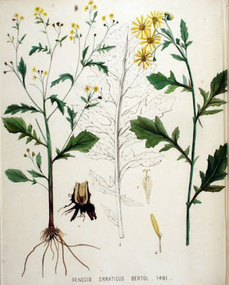 Jacobaea erratica,
Senecione dei fossi
