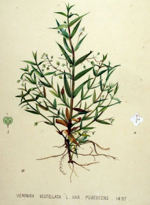 Grassleaf speedwell Grassleaf speedwell