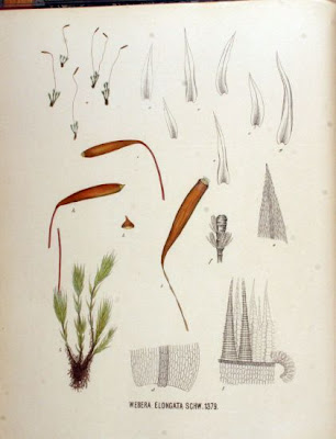 Webera elongata