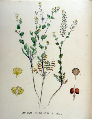 Clasping pepperweed Clasping pepperweed