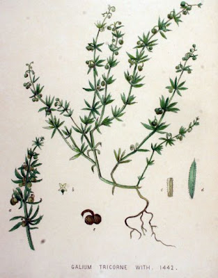Corn-cleavers Corn-cleavers