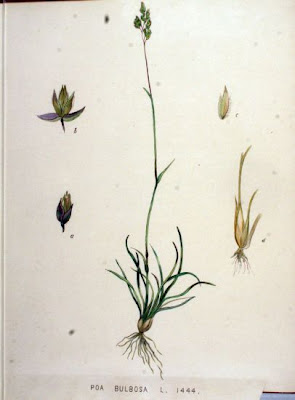 Grama cebollera