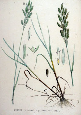 Bromegrass Bromegrass