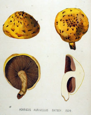 Agaricus aurivellus