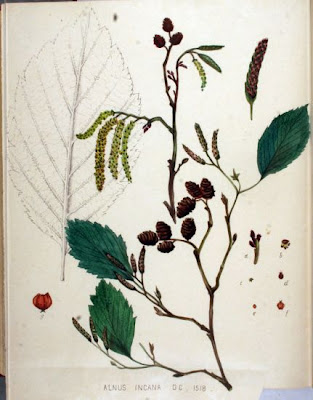 Thinleaf alder Thinleaf alder