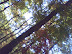 Picasa thumbnail