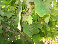 IMG_6063.JPG