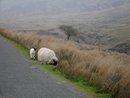 [Irish sheep[73].jpg]