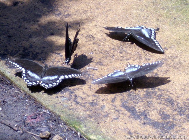 [botanical garden butterfly house 049[6].jpg]