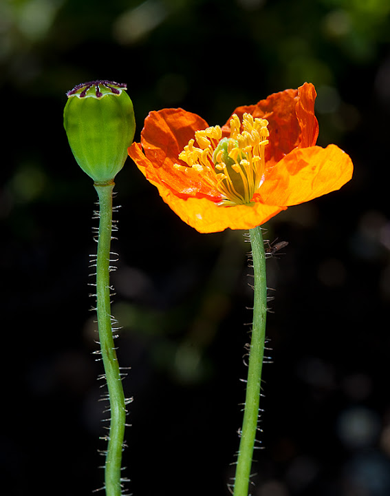 "Fire Poppies" by Stuart Wilson