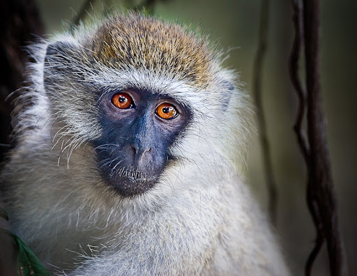 "Velvet Monkey" by Robert Rottenberg