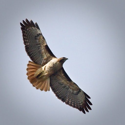 Hawk - Dan Moore