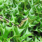 Eastern Garter Snake