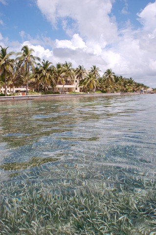 [CAN YOU BELIZE IT! 279[3].jpg]