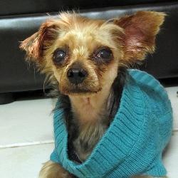 [rat dog[6].jpg]