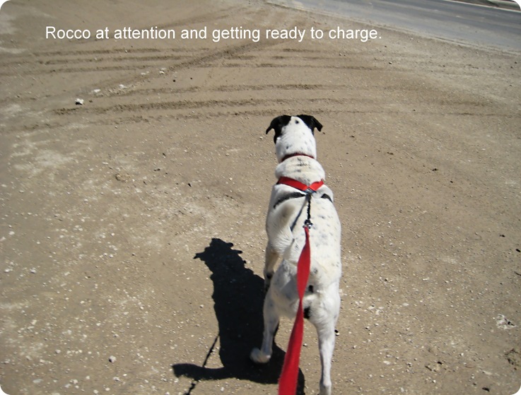 Charge!!!!